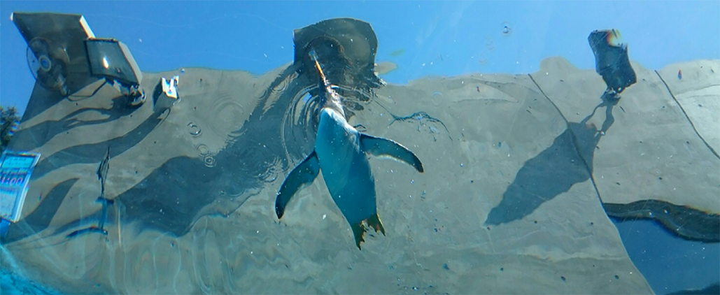 旭山動物園&富良野1DAYピクニック号